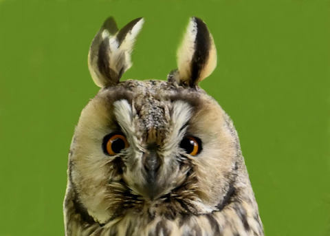 トラフズク♂3000