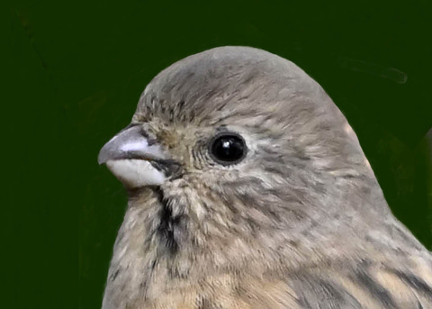 ベニマシコ♀0000