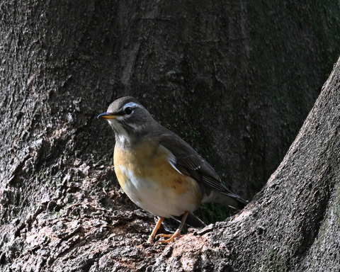 マミチャジナイ9481