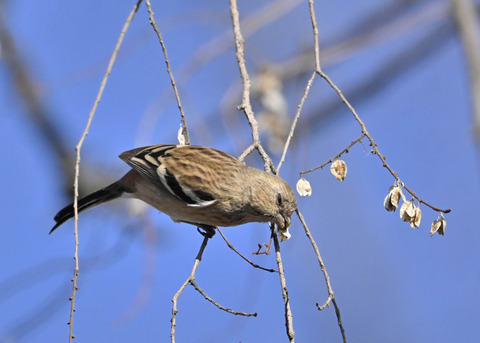 ベニマシコ♀5438