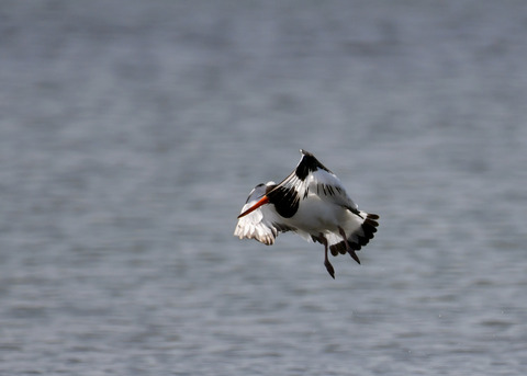 飛ぶ・ミヤコドリ8876