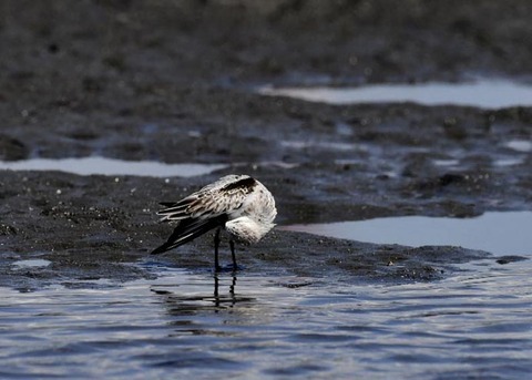 ミユビシギ夏羽→冬羽9547