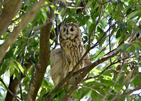 トラフズク♂3218