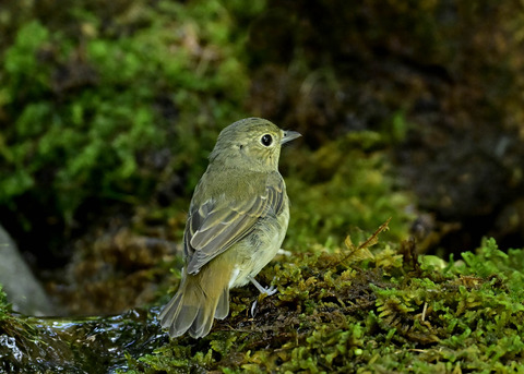 キビタキ♀1592