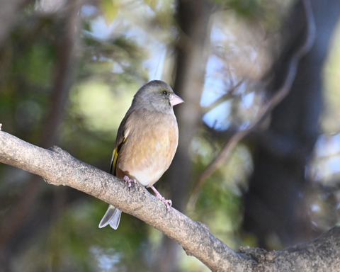 オオカワラヒワ7434