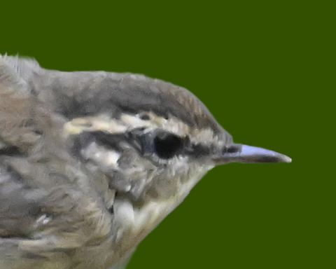 ヤブサメ幼鳥4002