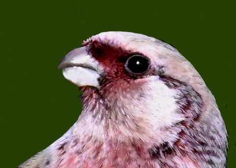 ベニマシコ♂2000