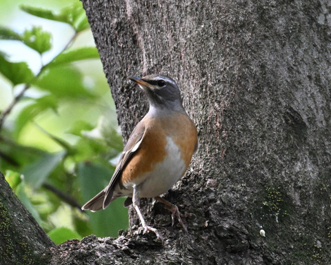 マミチャジナイ9884