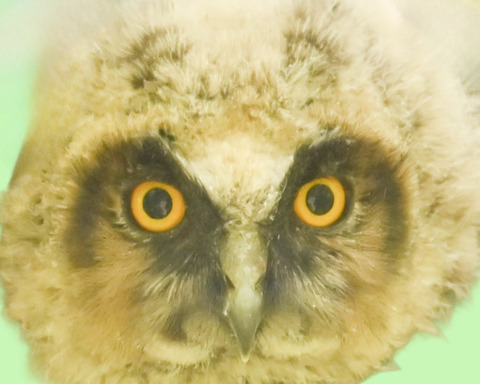 トラフズクの雛①1002