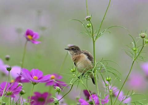 ノビタキ♀9796