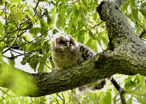 フクロウのヒナ②2715