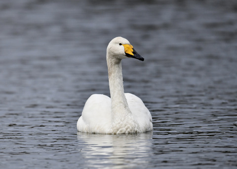 オオハクチョウ7565