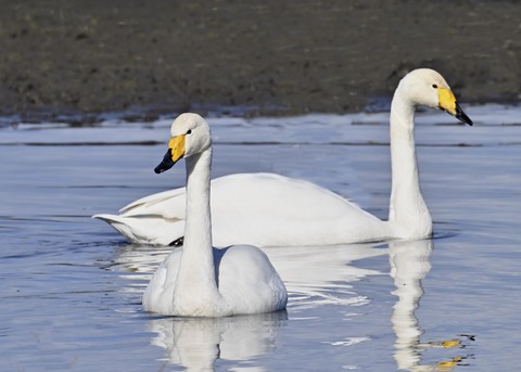 オオハクチョウ3300