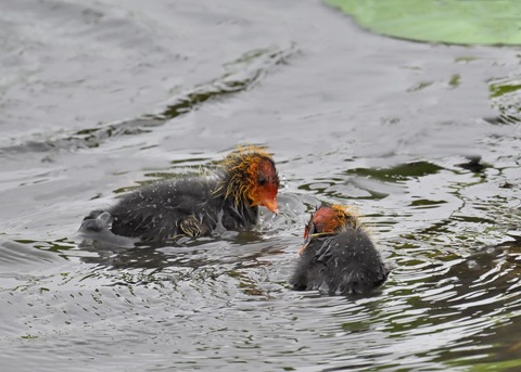 オオバンのヒナ0155