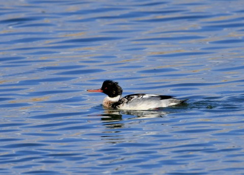 ウミアイサ♂5595