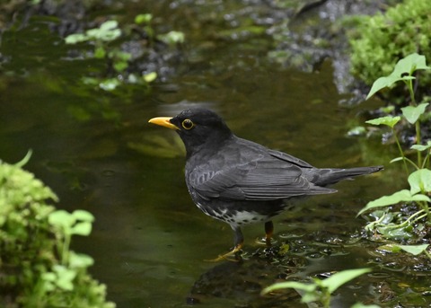 クロツグミ♂3401