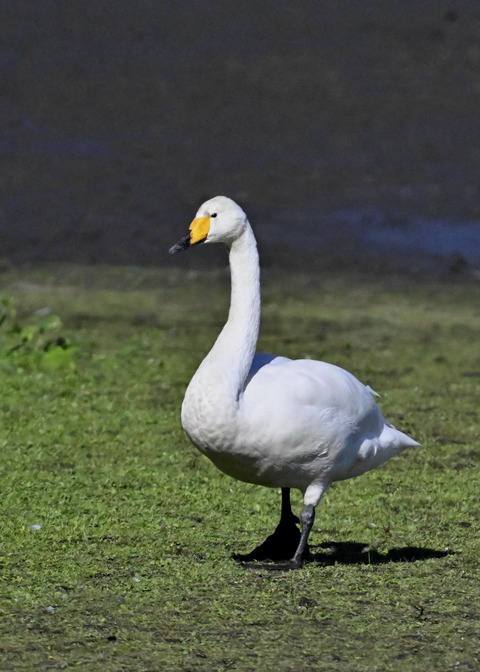 オオハクチョウ2928
