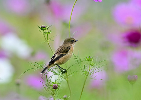 ノビタキ♀9605