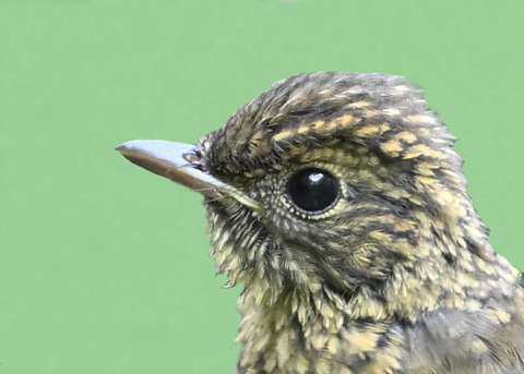 オオルリ♂幼鳥0002