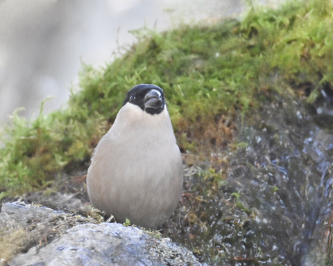 ウソ♀6805