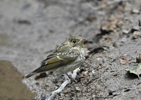 キビタキ幼鳥2844