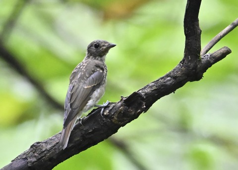 キビタキ幼鳥4593