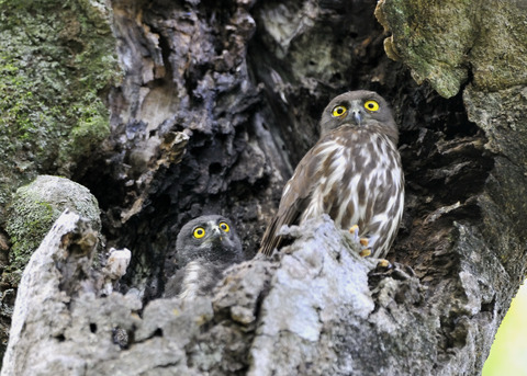 アオバズクのヒナ8652