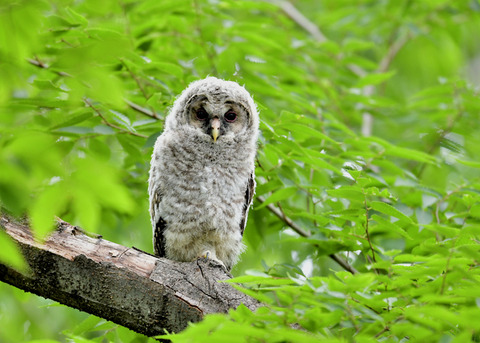 フクロウのヒナ1155
