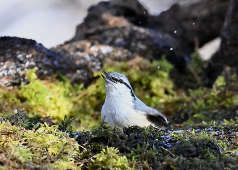 ゴジュウカら4683