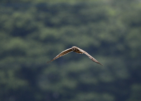 マダラチュウ若♀4560