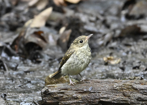 キビタキ幼鳥2794