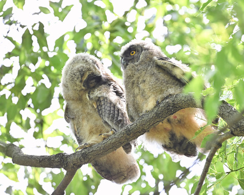 トラフズクの雛3560