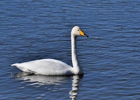 オオハクチョウ7416