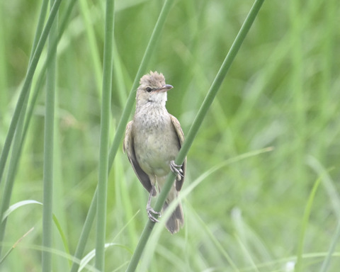 オオヨシキリ6833