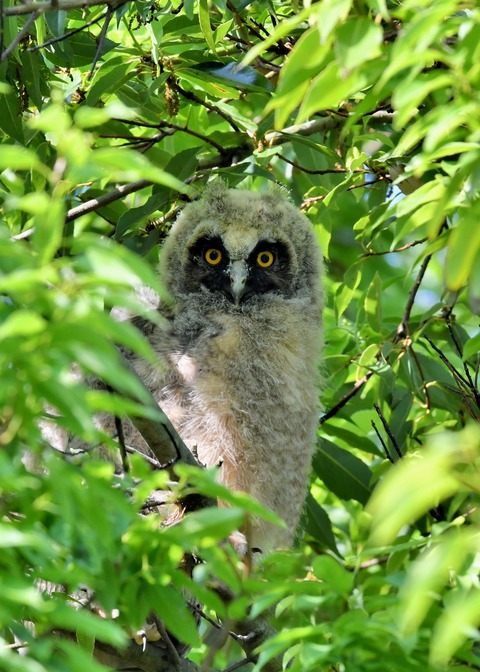 トラフズクのヒナ6297