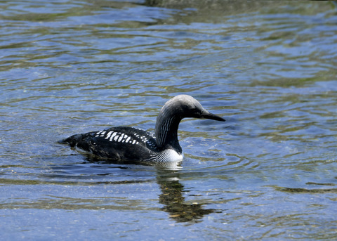 シロエリオオハム夏羽8785