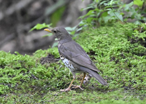 クロツグミ♀9119