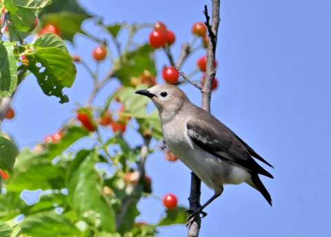 コムクドリ♀3870