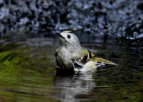 キクイタダキ♀0264