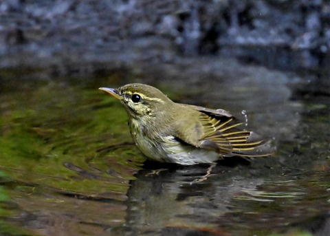 メボソムシクイ0903