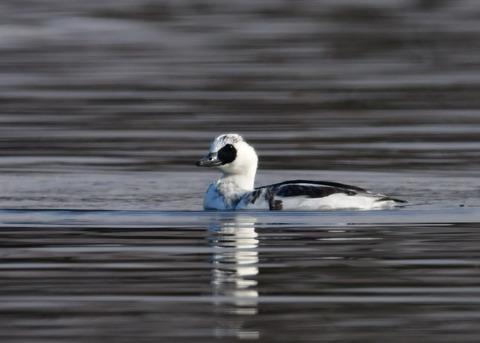 ミコアイサ♂8750