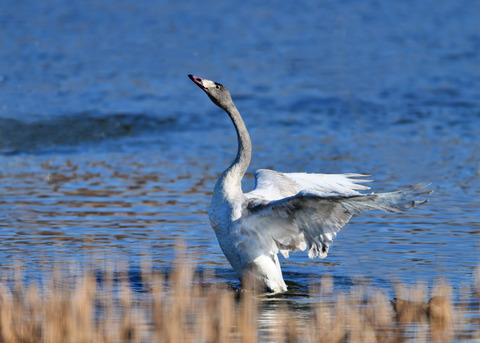 オオハクチョウ8576