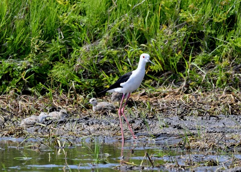 セイタカシギのヒナ①②③④5454
