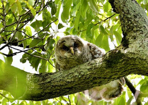 フクロウのヒナ②2630