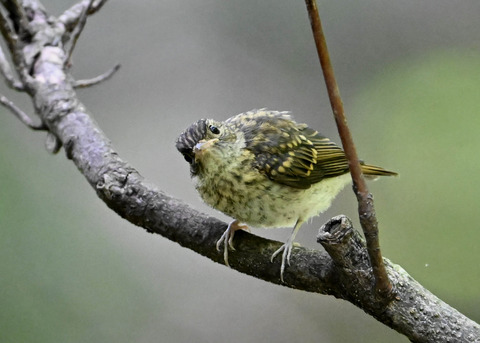 キビタキ幼鳥2643