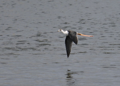 飛ぶ・セイタカシギ0246