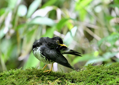 クロツグミ♂0162