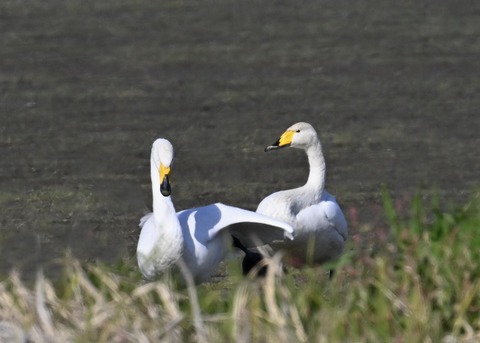 オオハクチョウ8191