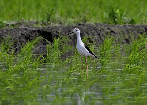 セイタカシギ9193