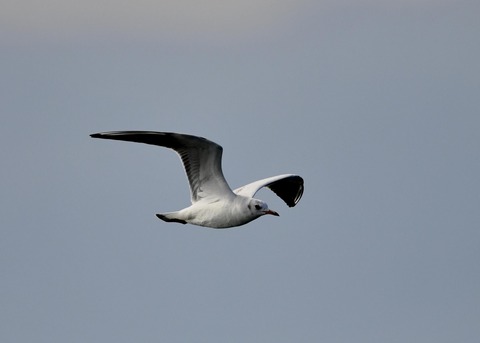 ユリカモメ1W4473